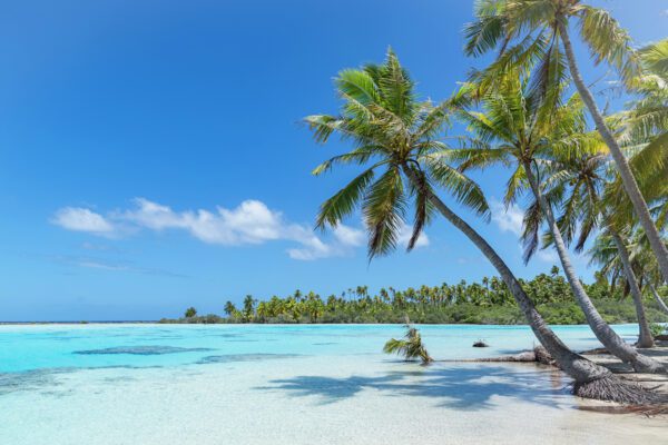 Take A Look at The Calm And Cool Beach With Coconut Trees