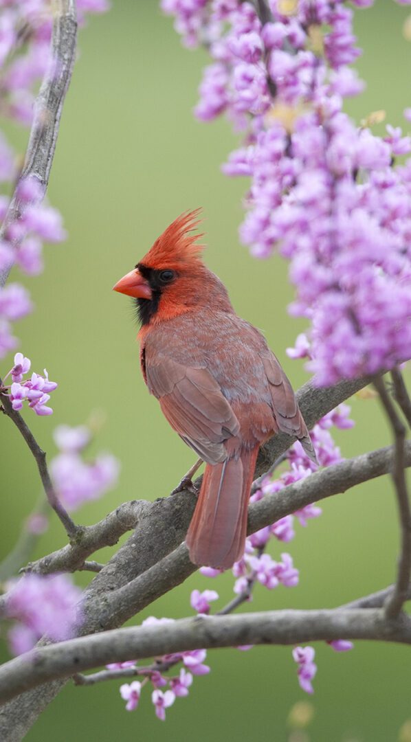 Northern Cardinal, in spring Red Bud Tree